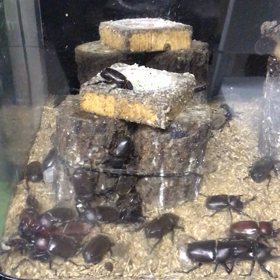 今期❓最後の羽化個体の画像