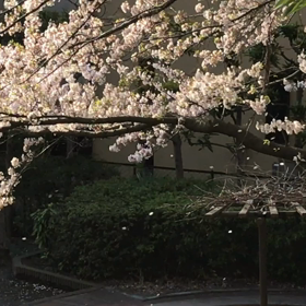 桜吹雪！の画像
