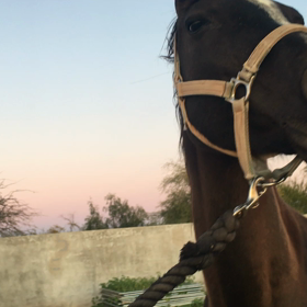 plastic bag (saleemの巻)の画像