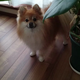 しょこらの画像