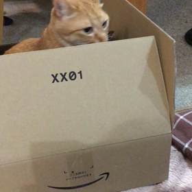 箱から猫の手の画像