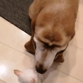 子猫預かり２　～動画有～の画像