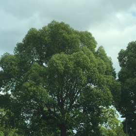 静止動画の画像