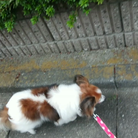 うちのパピの画像