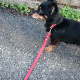 チョコお散歩☆.。.:*・°☆.。.:*の画像