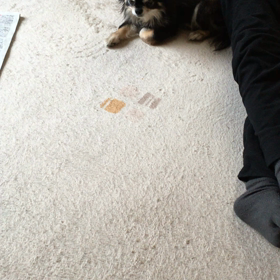 お風呂が嫌いなラッキーの画像