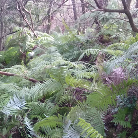 平成29年度オーラスの画像
