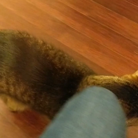 猫のお出迎え スリスリの画像