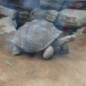 上野動物園～動画編 パート2～の画像