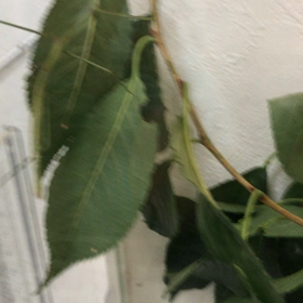 ナナフシのふりふりダンスの画像