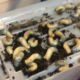 カブトムシの幼虫の画像