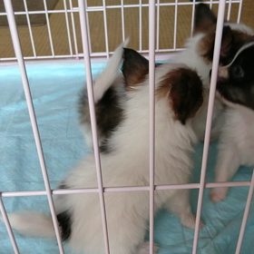 ５月１８日生まれの子犬達の画像