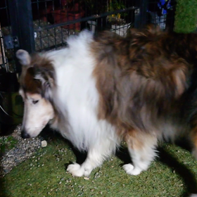 ラフコリーメルの画像