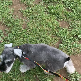 5月15日9わんこと1時間遠足  代々木公園の画像