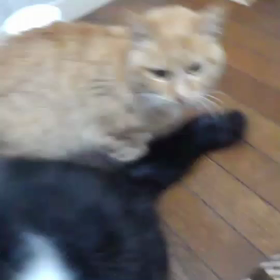 りんりんと茜ちゃんの画像