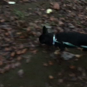 ♪お散歩動画♪代々木公園♪の画像