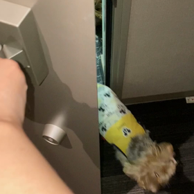 【動画】初めての12時間のお留守番！！私が帰宅した時のリアクションの画像