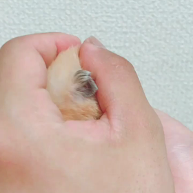 へけ太郎の画像