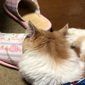 お相手はスリッパ。の画像