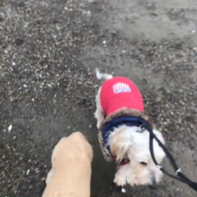 ♪お散歩動画♪お台場海浜公園♪の画像