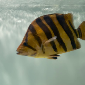 これがキングオブダトニオ！！の画像