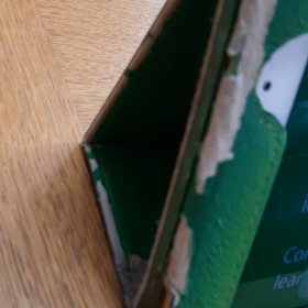 今朝の小鳥さんの画像