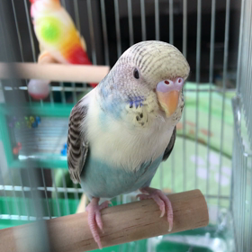 おかあさんといっしょの画像