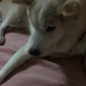 甘えん坊♥︎の画像