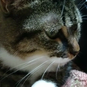 寝つけないので猫を攻撃してみた(*´∀`)♪の画像