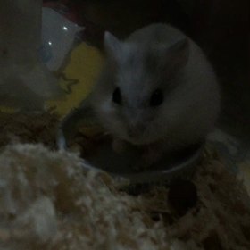 暗闇に潜むモフモフの画像