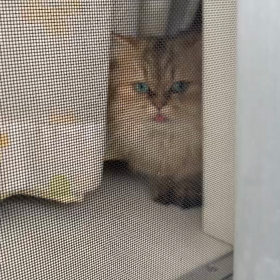 不審者と思われシャッー！！の画像