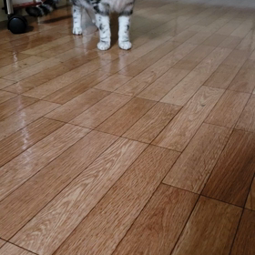 シュシュ動画の画像