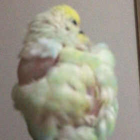 風船インコの羽繕いの画像