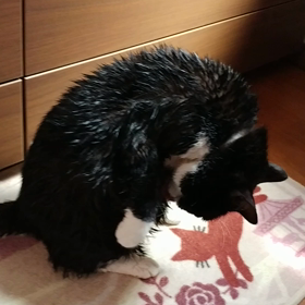 お風呂上りのちゃまこサンの画像