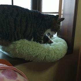 くろのすけの画像