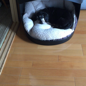 今日の点滴の画像