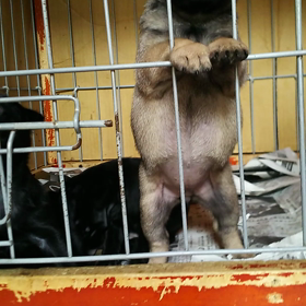 元気モリモリの画像