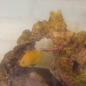 『海』お魚さん紹介①の画像