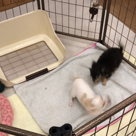 こんにちはー⸜(๑⃙⃘'ᵕ'๑⃙⃘)⸝⋆*の画像