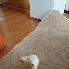 おいかけっこの画像