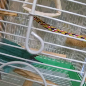 昨日今日のいんこずの画像