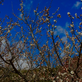 豊川の梅はまだかな？ツーリング動画の画像