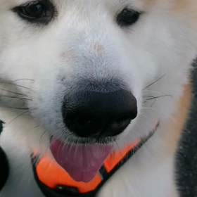 半袖では少し肌寒い朝‼️絶好のお散歩日和。最近気まま散歩が定着しつつあった未来丸。頑張りました❗の画像