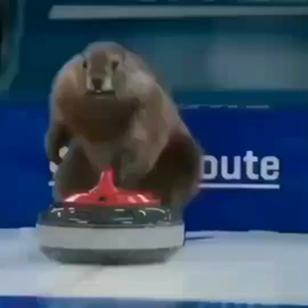 カーリングの画像