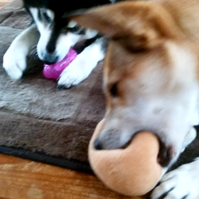 悪柴ラッキー＆素直なガーコの画像