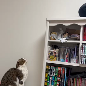 猫らしい動きもの画像