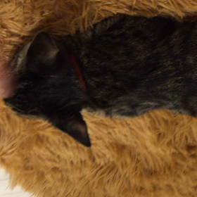 里親様募集中の、みーちゃんの画像