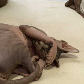 今日は動画の寝姿の画像