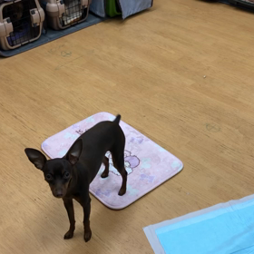 おうちでの成果が出てますね。の画像