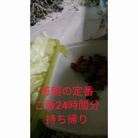 今日はウインクの日、しないよ(..)、ちゃきちビデオ撮りました(^^)の画像